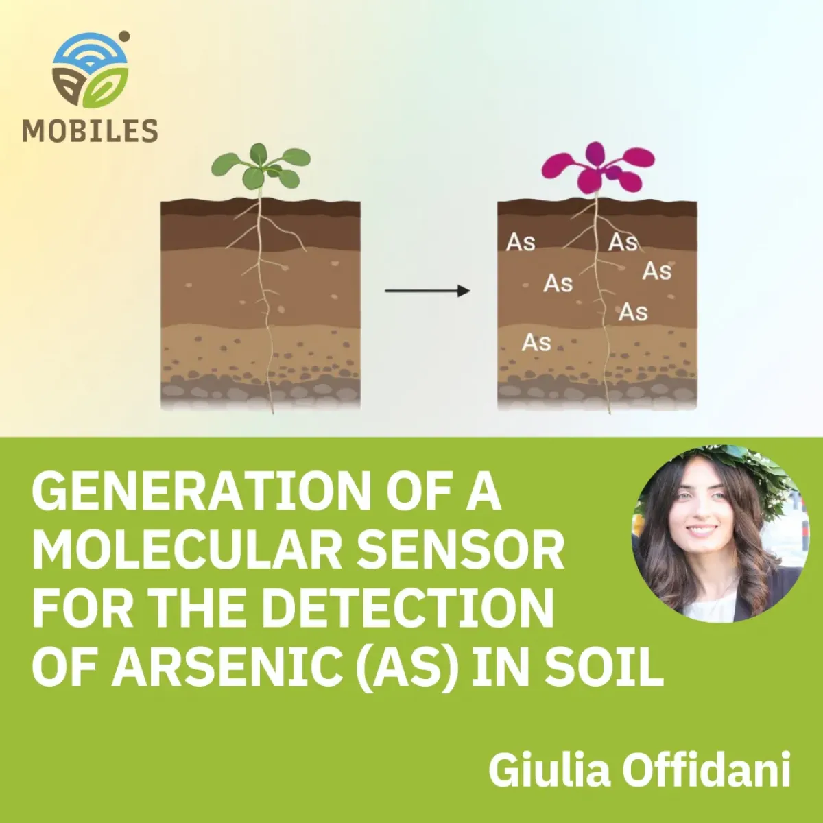 Arsenic-detection plant biosensors