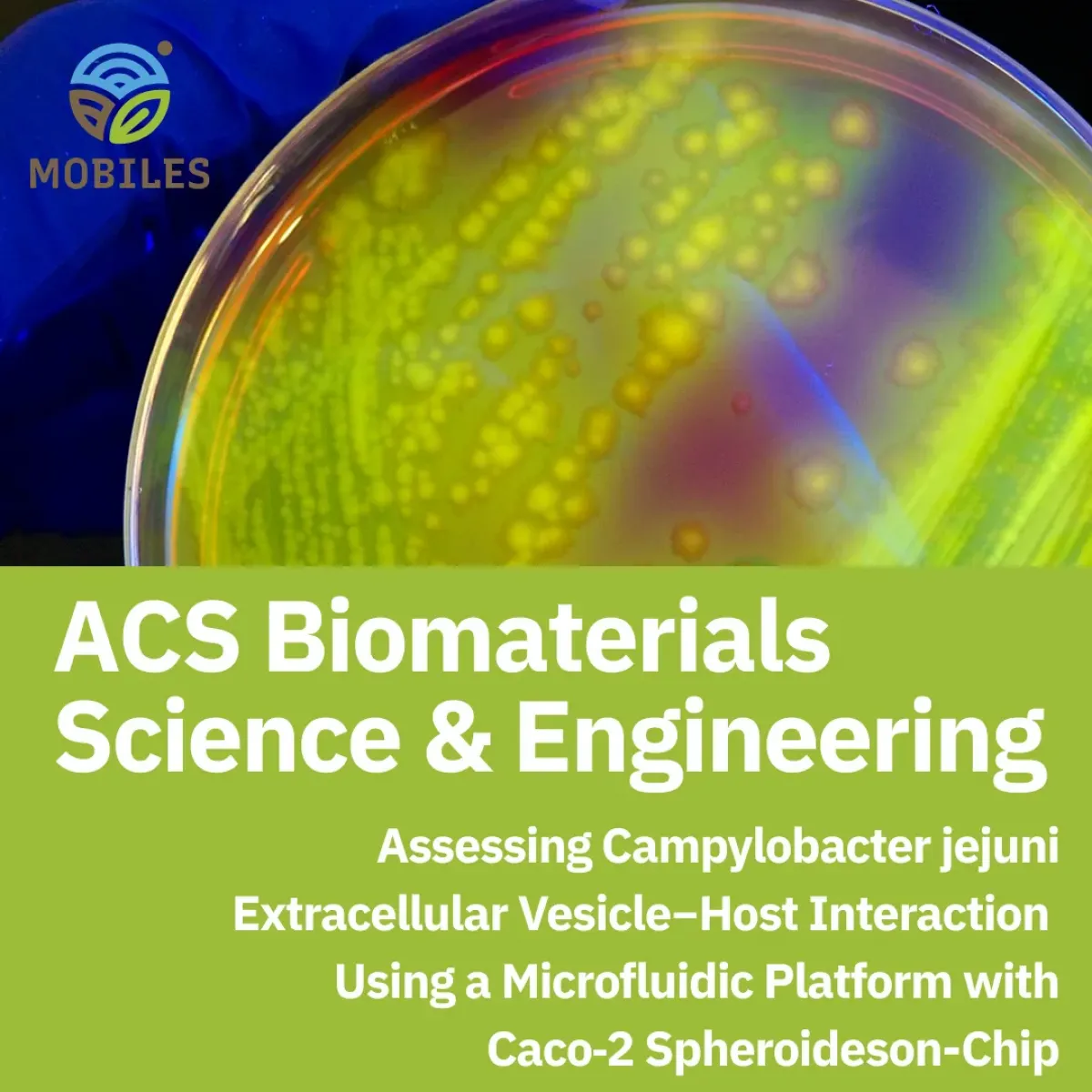 New “Gut-on-a-Chip” Model Sheds Light on Campylobacter Infections