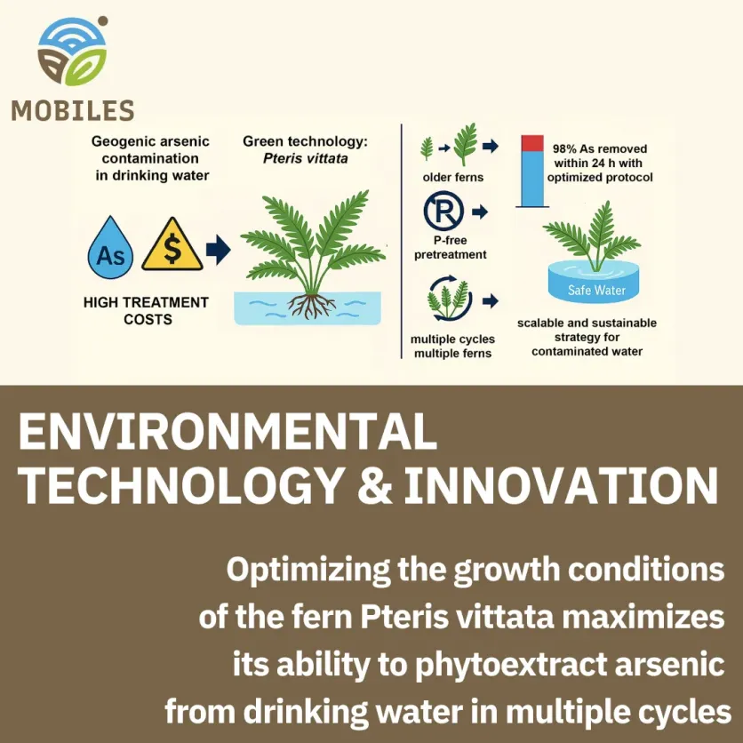 Improving Plant-Based Arsenic Removal Using Pteris vittata