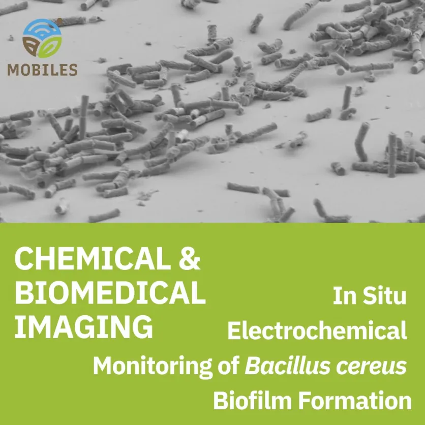 How surface materials shape Bacillus cereus biofilm development