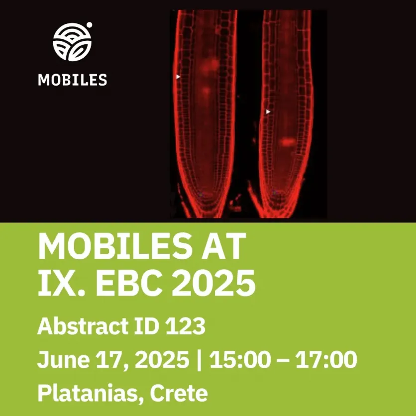 Enhancing Arsenic Phytoremediation Through Genetic Engineering of Root Growth Pathways